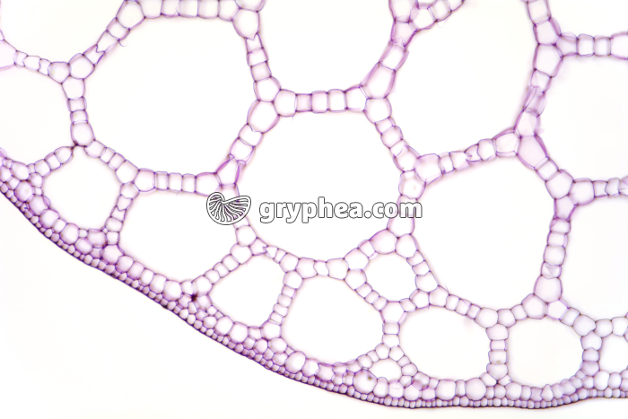 Tige de Pesse CT x25 - gryphea.com